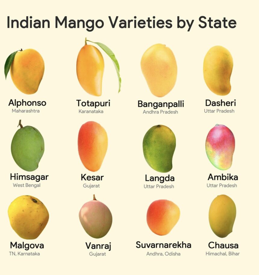 Mango season in india