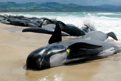 Mass Stranding Kills 29 Pilot Whales