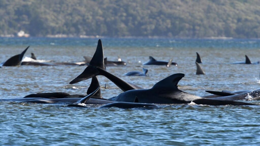 Mass Stranding Kills 29 Pilot Whales