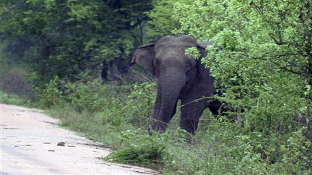 Elephant attack on Cameraman in pallakkad